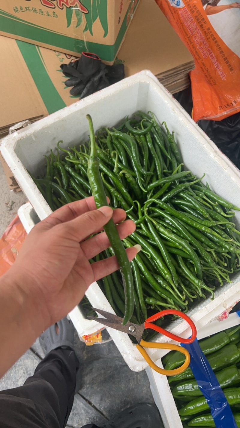新苗辣椒2307螺丝椒罗线大量上市8号线泡椒