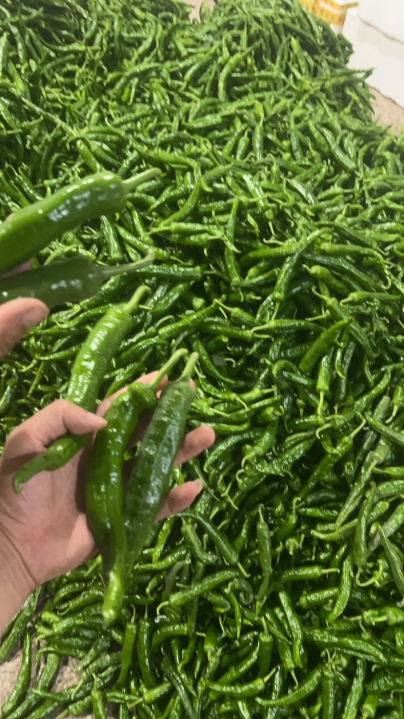 新苗辣椒2307螺丝椒罗线大量上市8号线泡椒