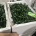 新苗辣椒2307螺丝椒罗线大量上市8号线泡椒
