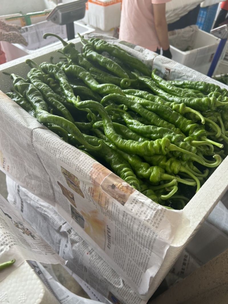 新苗辣椒2307螺丝椒罗线大量上市8号线泡椒