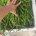 新苗辣椒2307螺丝椒罗线大量上市8号线泡椒