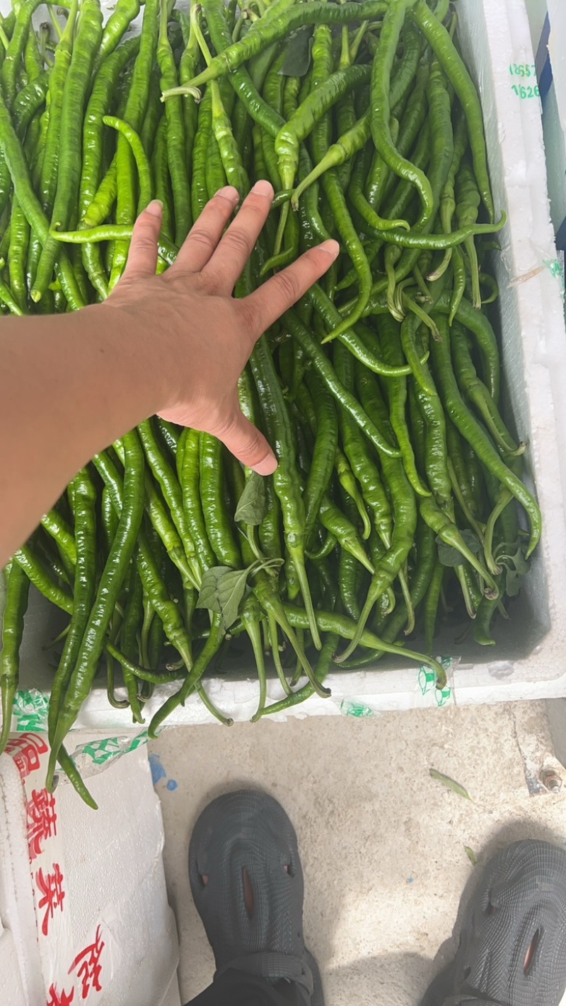 新苗辣椒2307螺丝椒罗线大量上市8号线泡椒