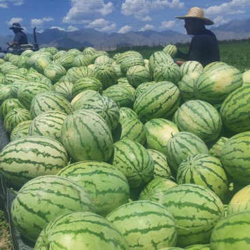 精品金花西瓜大量上市品质保证量大从优一手货源