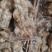 水发牛蹄筋，电商专用，一手货源，质量保证。。。。