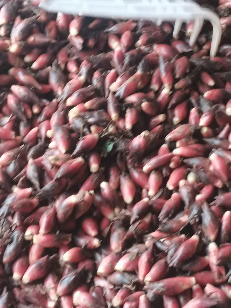 现採新鲜洋荷姜