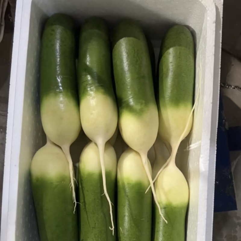 精品小个青萝卜