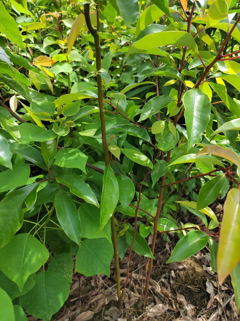 大叶香樟