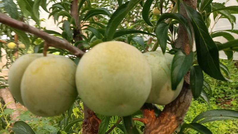 精品青大棚脆李子，货源充足，新鲜采摘，量大从优欢迎咨询