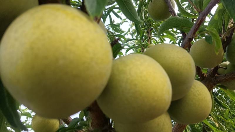 精品青大棚脆李子，货源充足，新鲜采摘，量大从优欢迎咨询