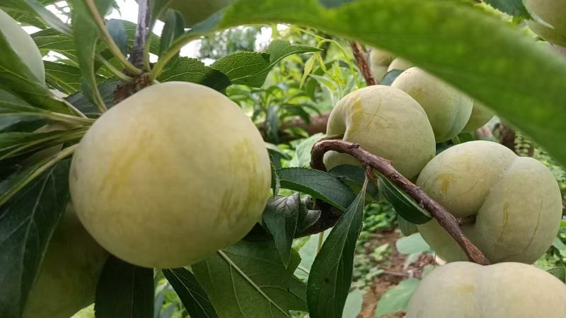 精品青大棚脆李子，货源充足，新鲜采摘，量大从优欢迎咨询