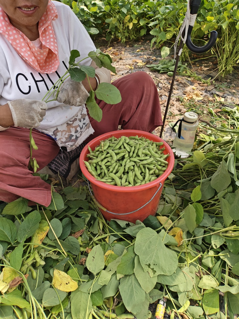 毛豆，产地现采现发，精品货，大量上市？