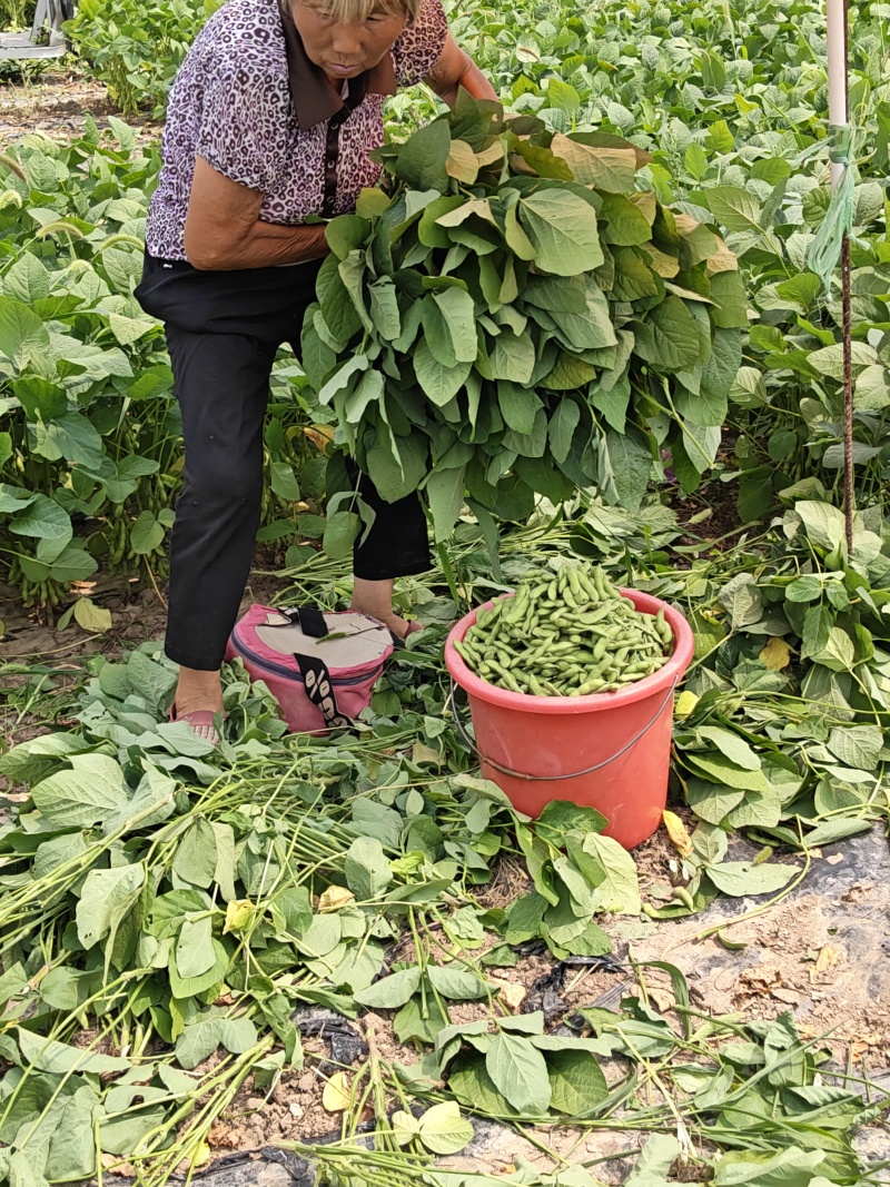 毛豆，产地现采现发，精品货，大量上市？
