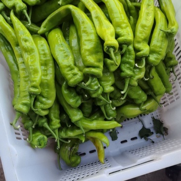辣椒