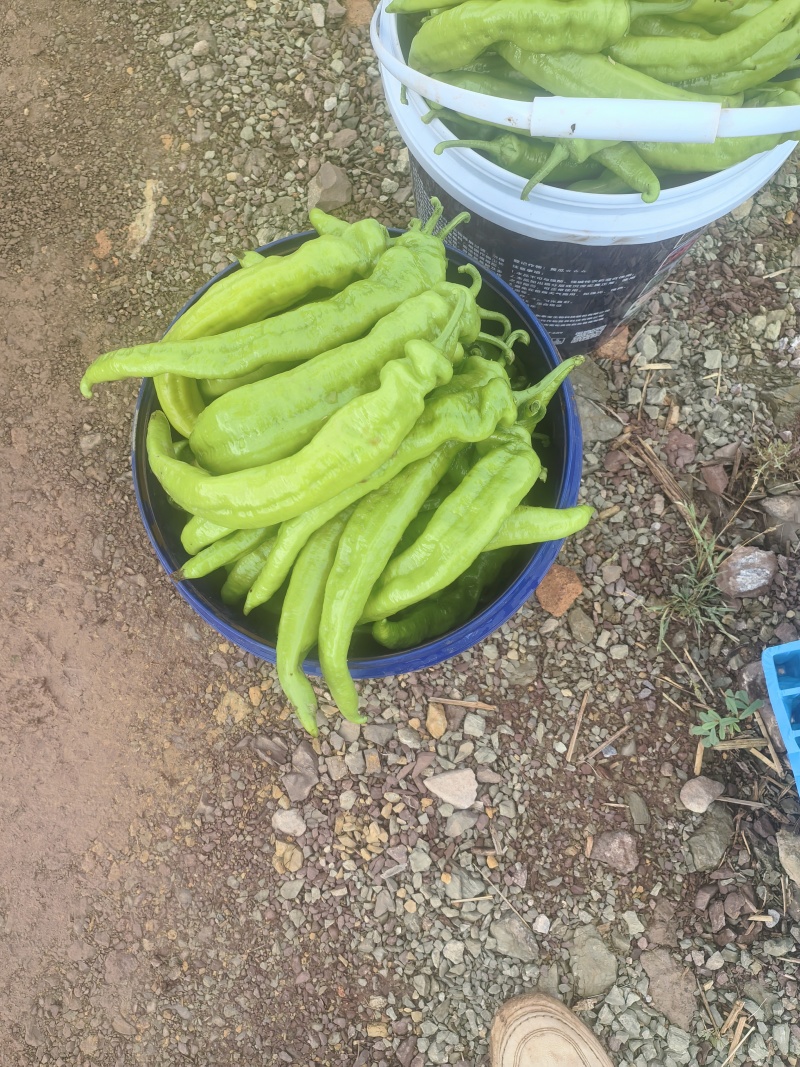 辣椒