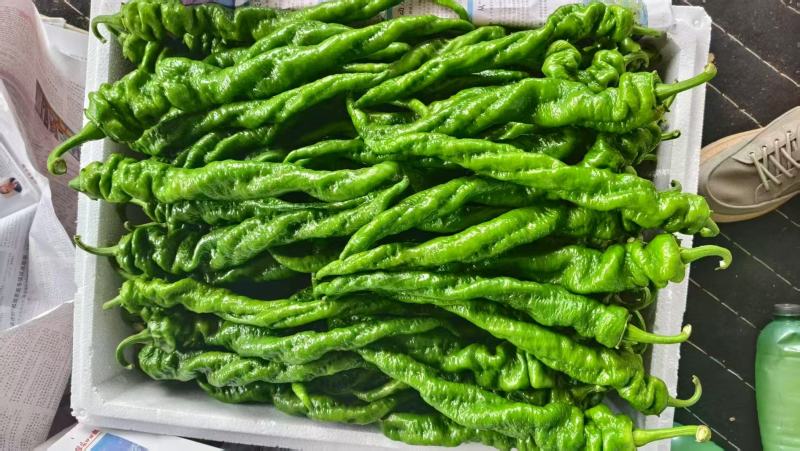螺丝椒，邹皮椒，8号椒，辣妹子，青皮椒，杭椒