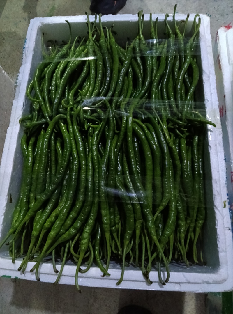 螺丝椒，邹皮椒，8号椒，辣妹子，青皮椒，杭椒