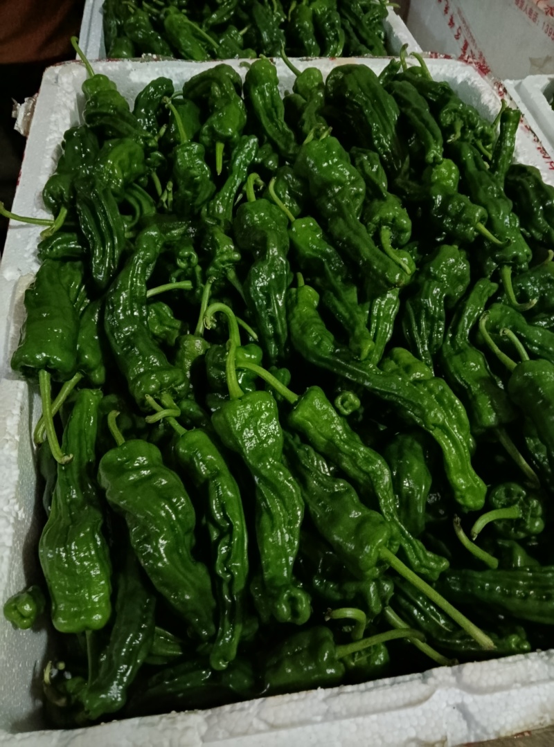 螺丝椒，邹皮椒，8号椒，辣妹子，青皮椒，杭椒