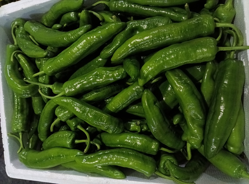螺丝椒，邹皮椒，8号椒，辣妹子，青皮椒，杭椒