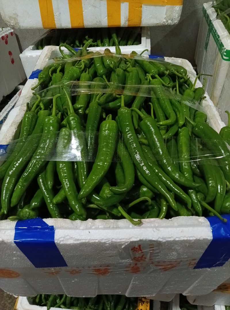 螺丝椒，邹皮椒，8号椒，辣妹子，青皮椒，杭椒