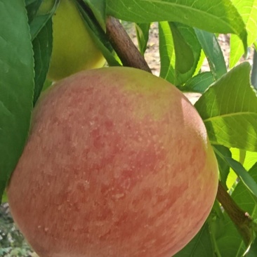 内黄毛桃。油桃大量上市