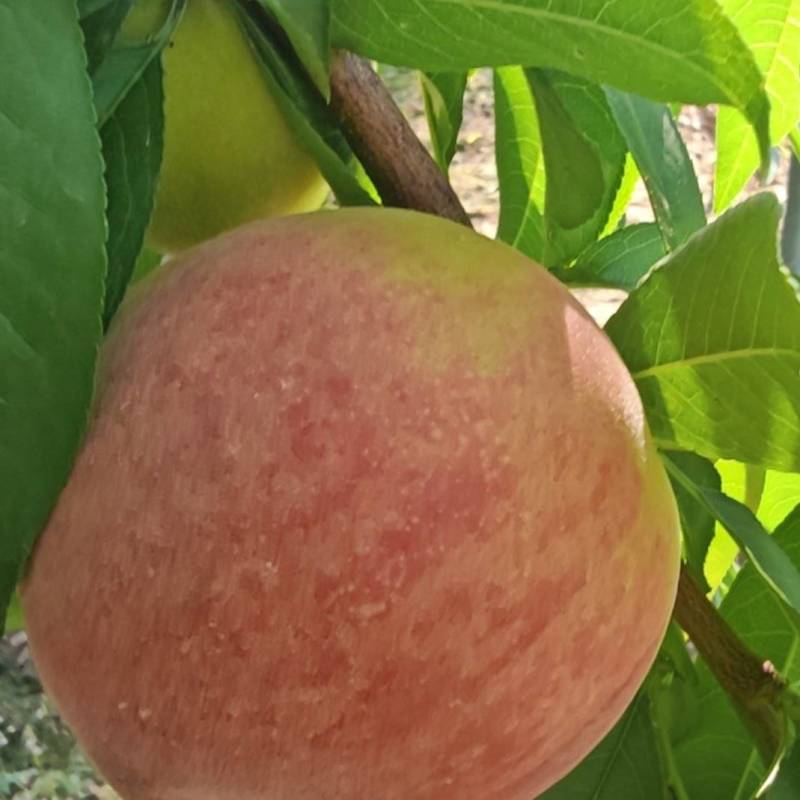 内黄毛桃。油桃大量上市