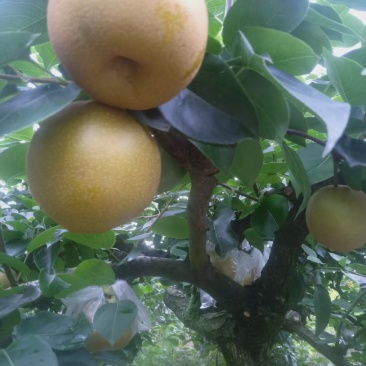 黄花梨