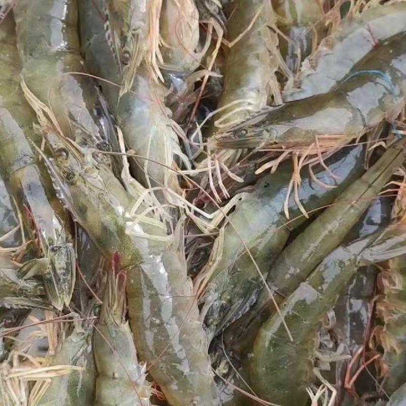 南美对虾白对虾基围虾养殖大棚大头虾冰冻锁鲜冰鲜快运新鲜捕捞