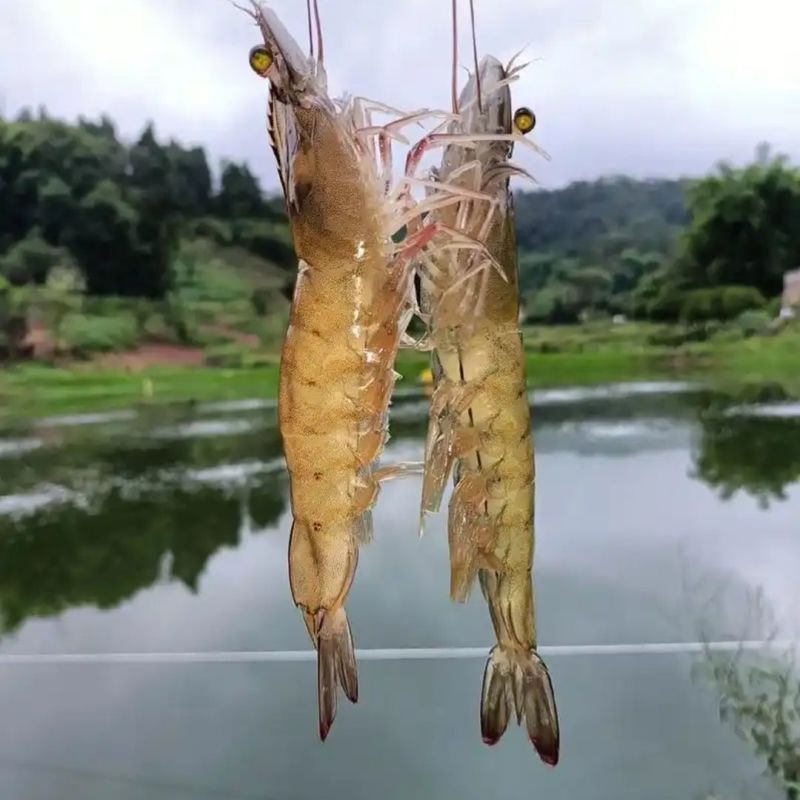南美对虾白对虾基围虾养殖大棚大头虾冰冻锁鲜冰鲜快运新鲜捕捞