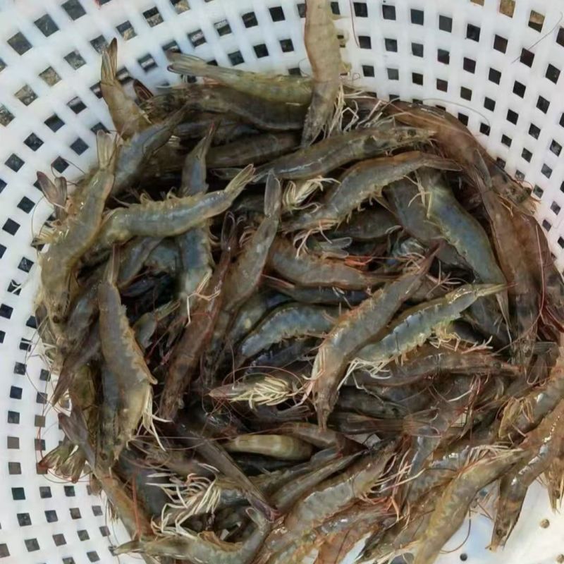 南美对虾白对虾基围虾养殖大棚大头虾冰冻锁鲜冰鲜快运新鲜捕捞