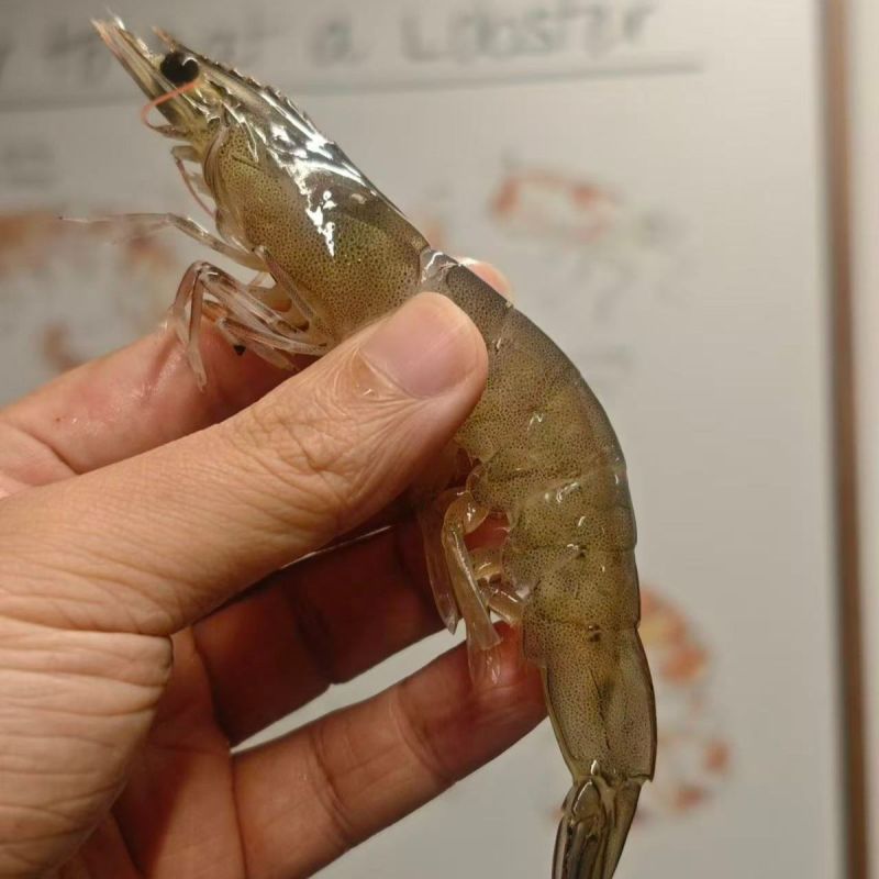 南美对虾白对虾基围虾养殖大棚大头虾冰冻锁鲜冰鲜快运新鲜捕捞