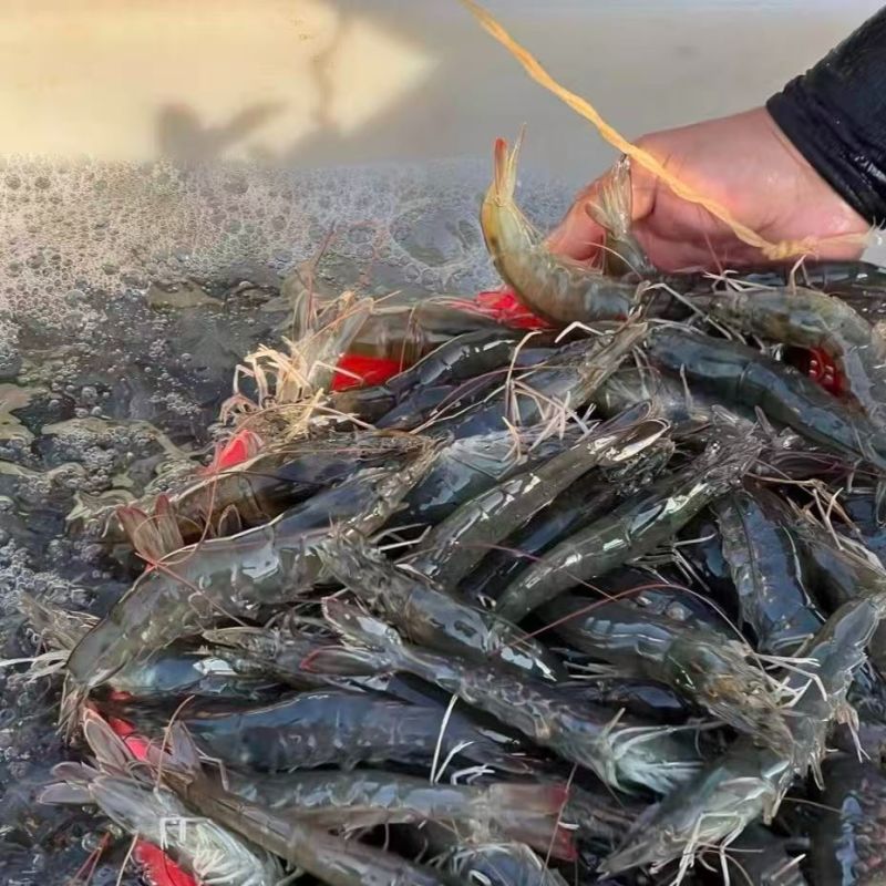 南美对虾白对虾基围虾养殖大棚大头虾冰冻锁鲜冰鲜快运新鲜捕捞