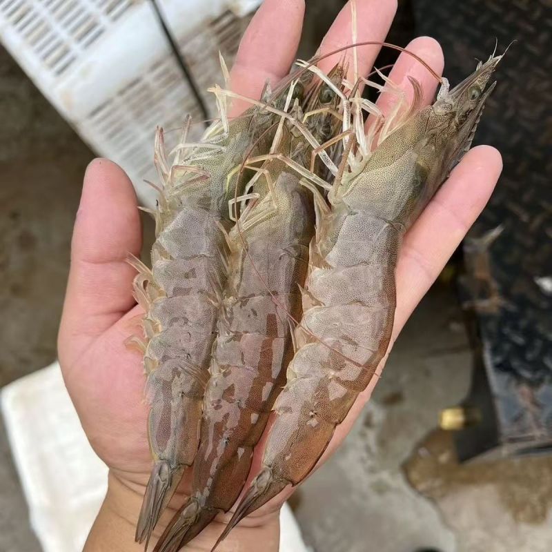 南美对虾白对虾基围虾养殖大棚大头虾冰冻锁鲜冰鲜快运新鲜捕捞