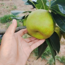 脆冠梨