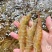 南美对虾白对虾基围虾养殖大棚大头虾冰冻锁鲜冰鲜快运新鲜捕捞