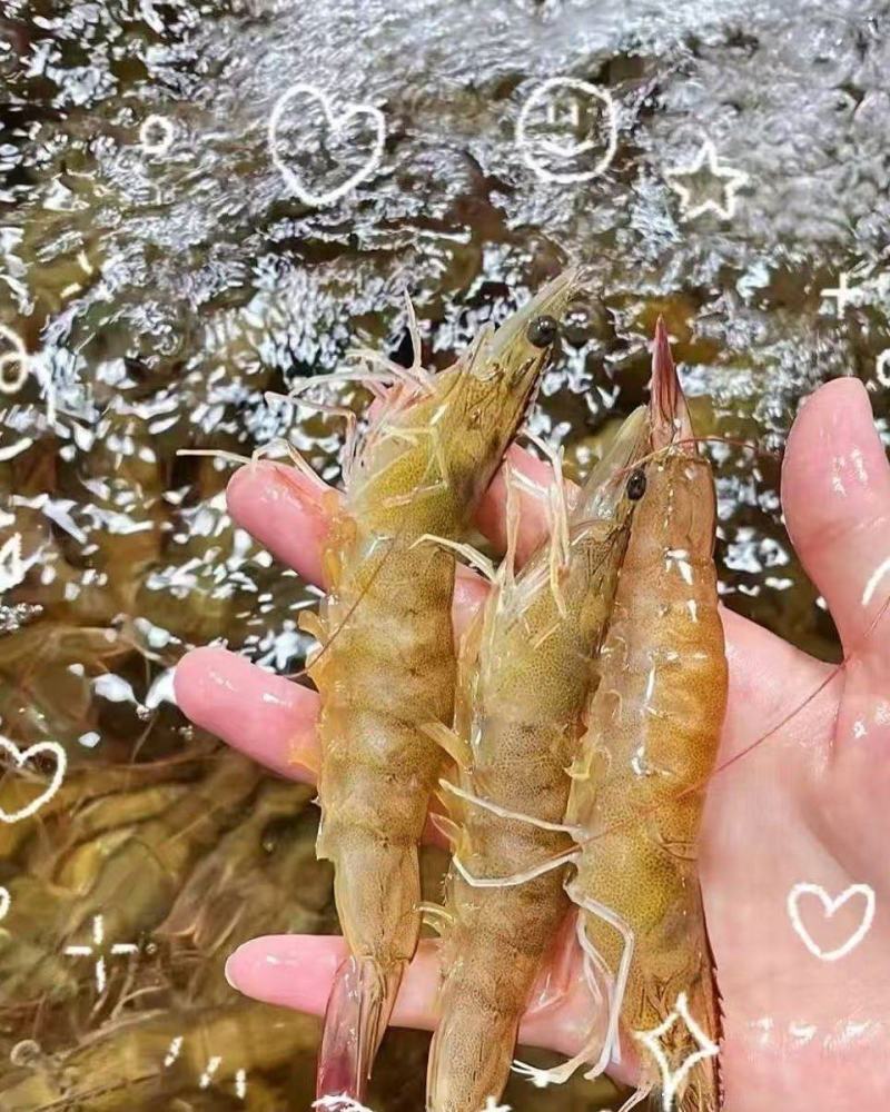 南美对虾白对虾基围虾养殖大棚大头虾冰冻锁鲜冰鲜快运新鲜捕捞