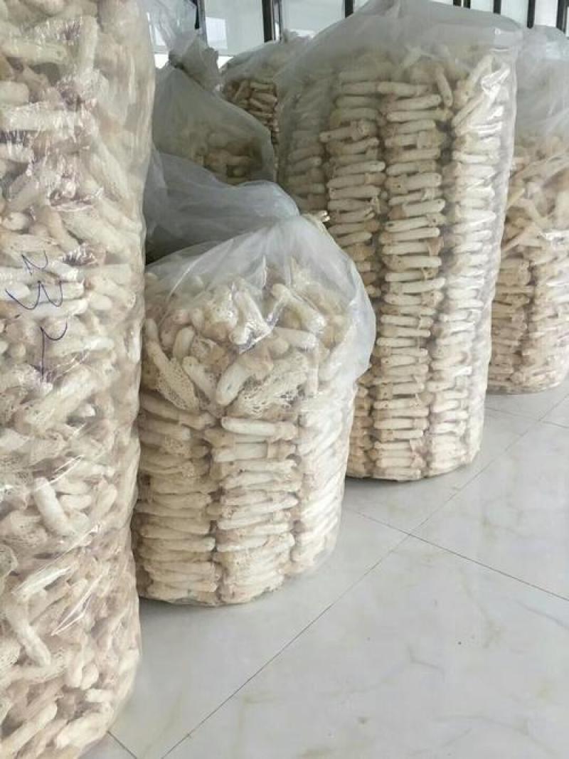 织金红托竹荪