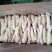 织金红托竹荪
