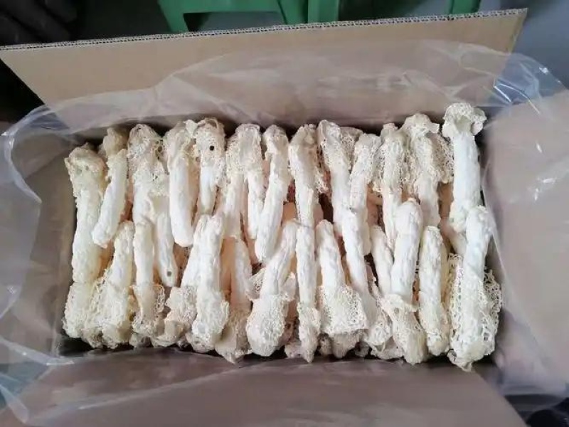 织金红托竹荪