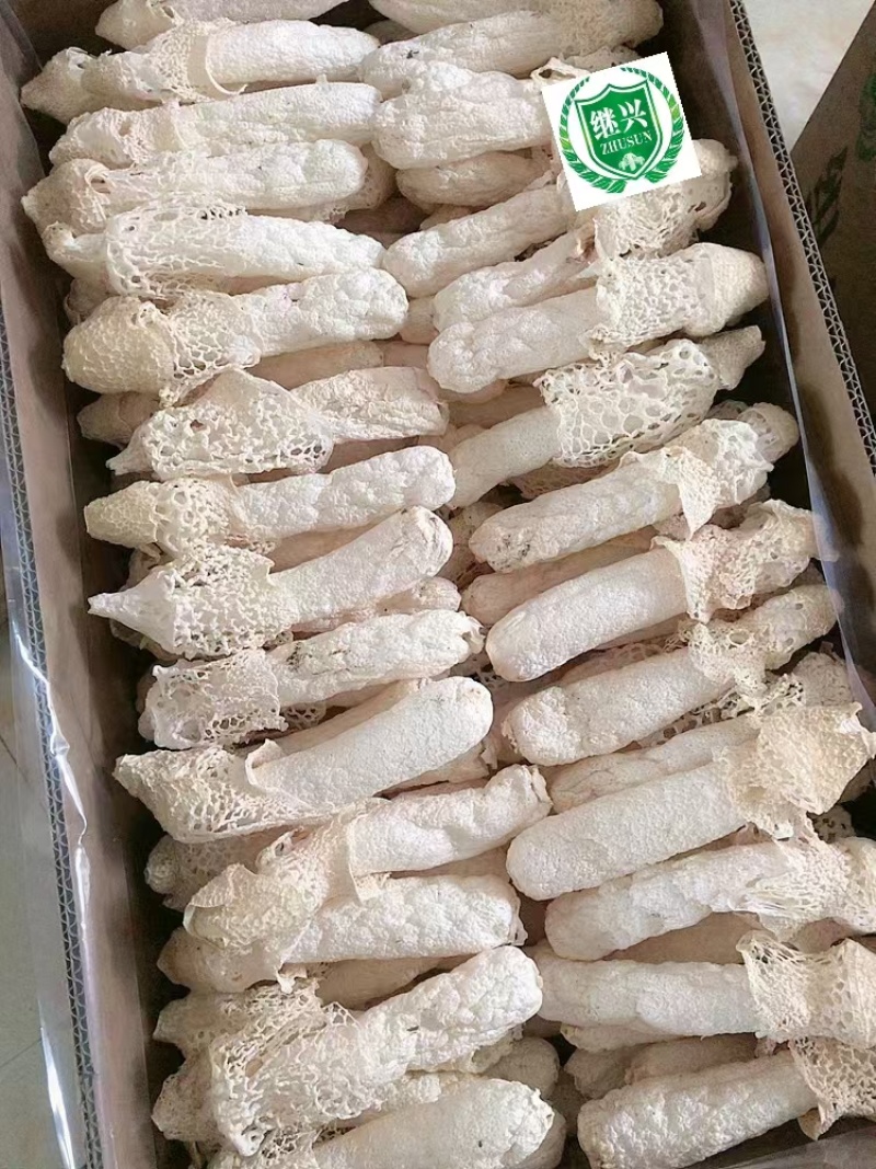 织金红托竹荪