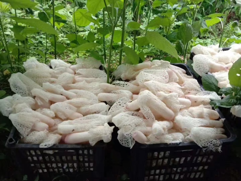 织金红托竹荪