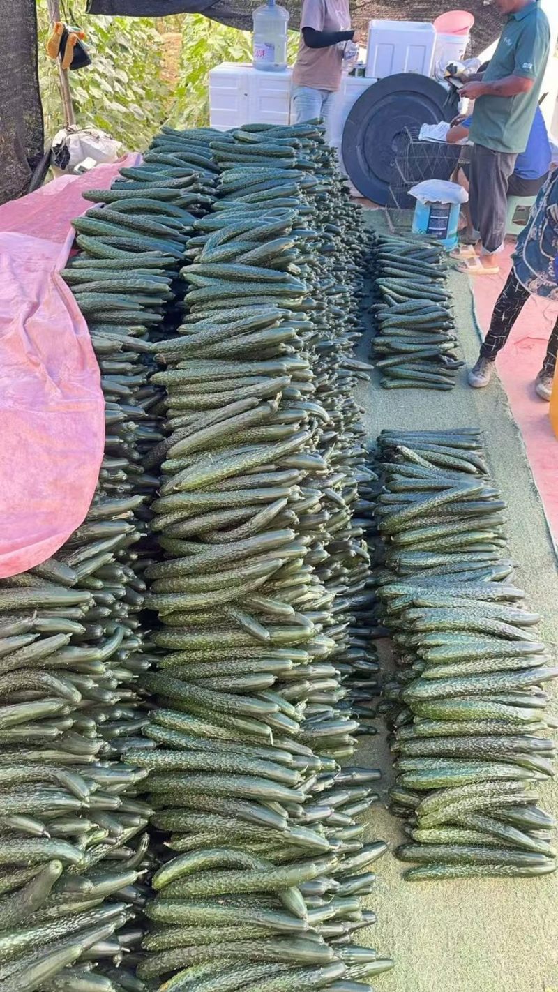 贵州密刺黄瓜黄瓜按要求打包大量有货基地打包