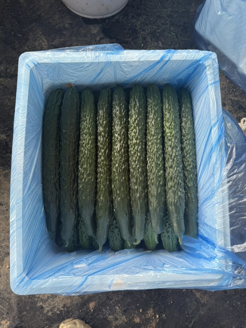 贵州密刺黄瓜黄瓜按要求打包大量有货基地打包