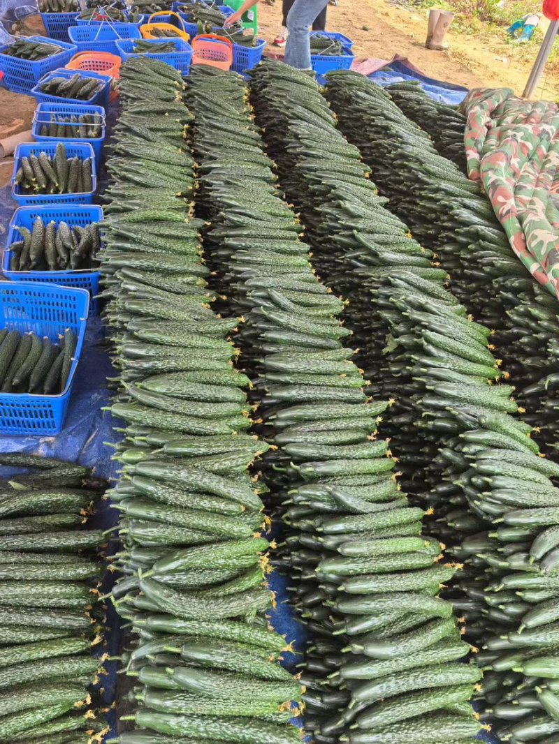 贵州密刺黄瓜黄瓜按要求打包大量有货基地打包