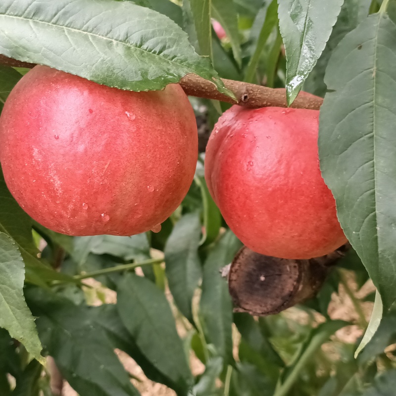 中油20
