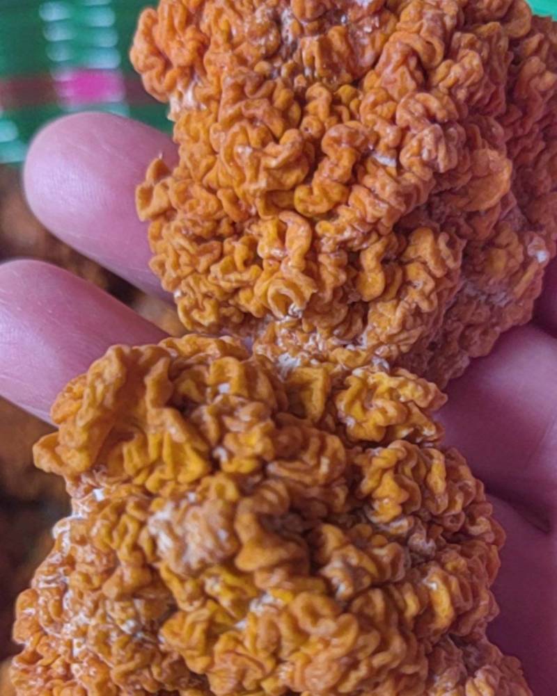 金耳菌干品