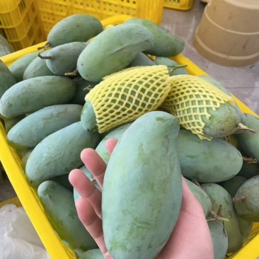正宗田阳青芒