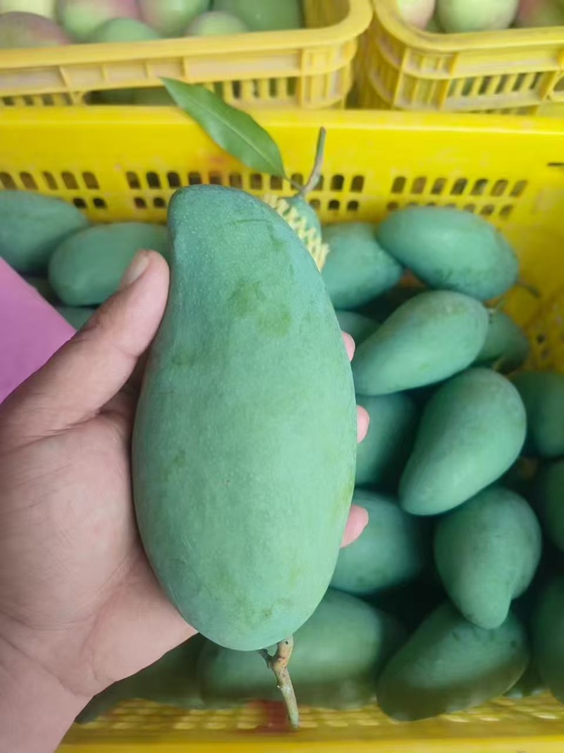 正宗田阳青芒