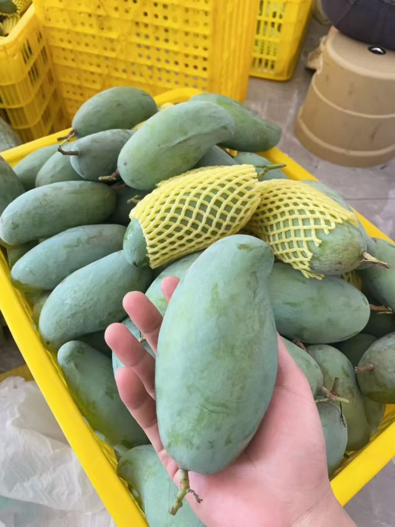 正宗田阳青芒