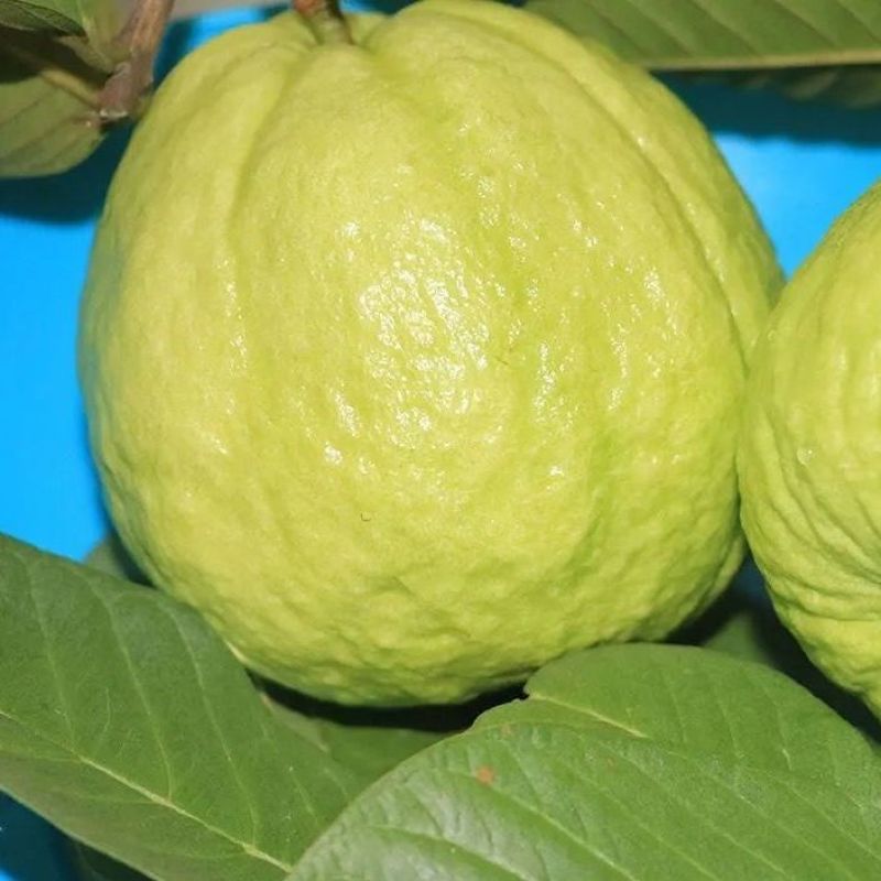 番石榴水果珍珠白心石榴脆甜石榴批发新鲜优选白心当季芭乐番