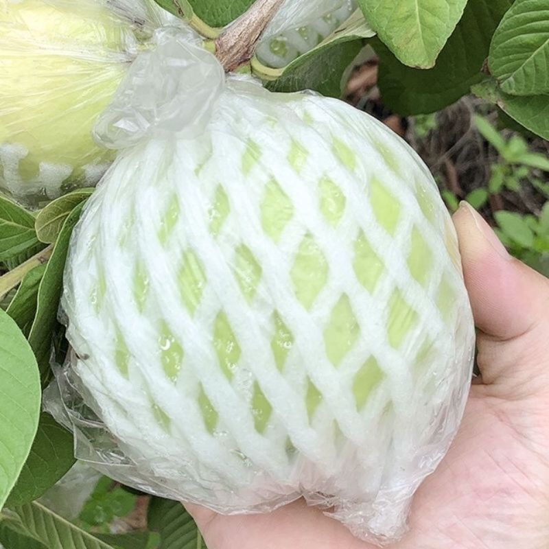 番石榴水果珍珠白心石榴脆甜石榴批发新鲜优选白心当季芭乐番